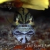 cardinalfish_fiveline_gma_si_h_0311_egy1397.jpg
